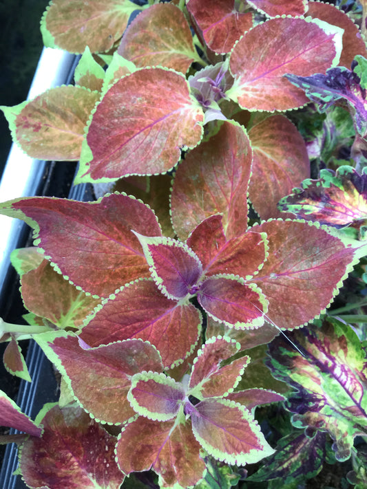 Solenostemon (Coleus) Autumn Rainbow