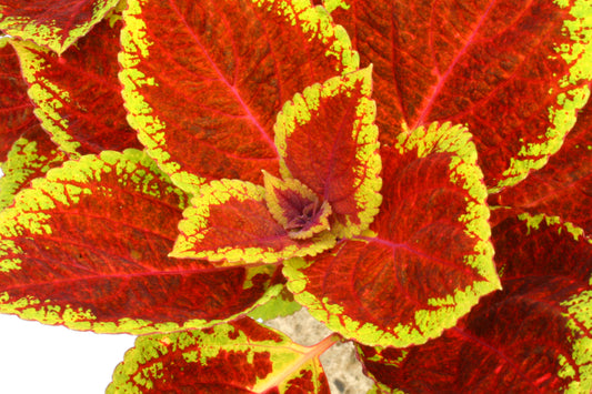 Coleus Bronze Pagoda