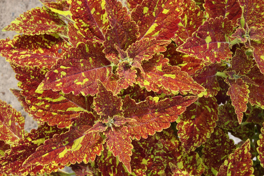 Coleus City of Sunderland
