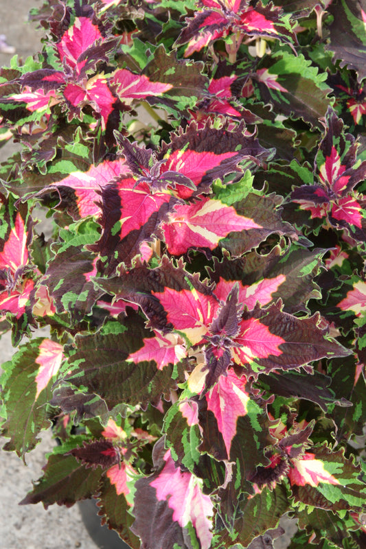 Coleus Dazzler