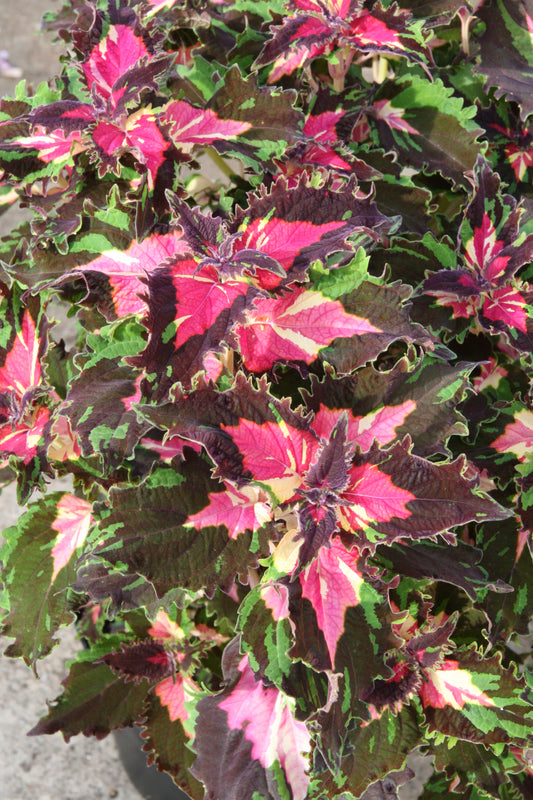 Solenostemon (Coleus) Dazzler