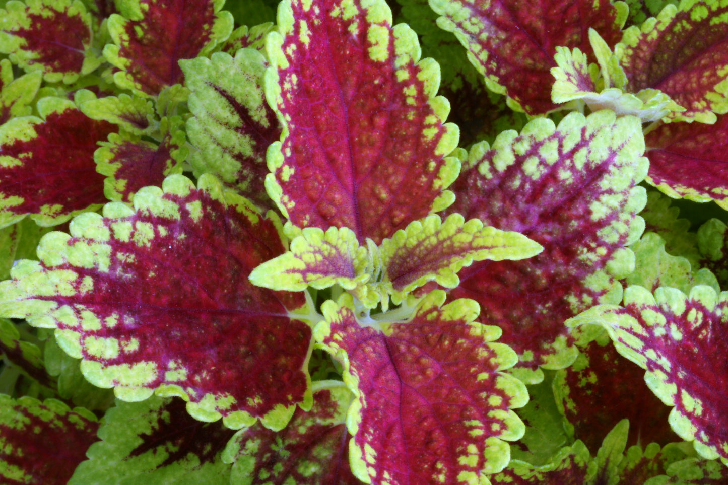 Solenostemon (Coleus) Dracula