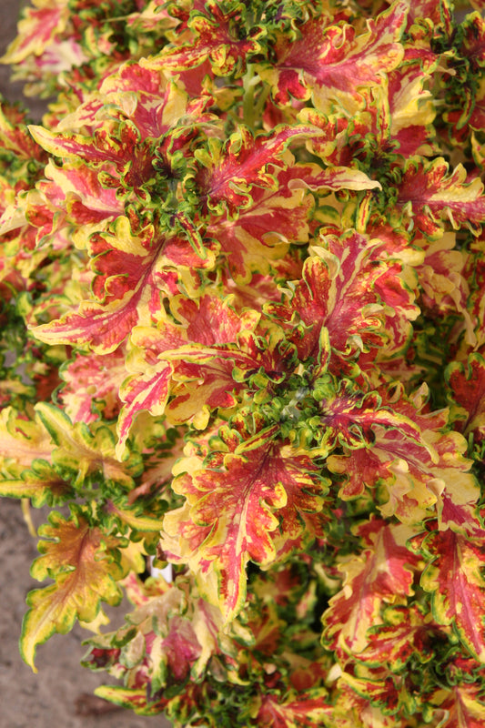 Solenostemon (Coleus) Durham Gala