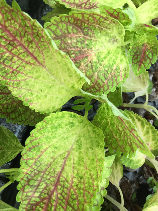 Solenostemon (Coleus) Glennis