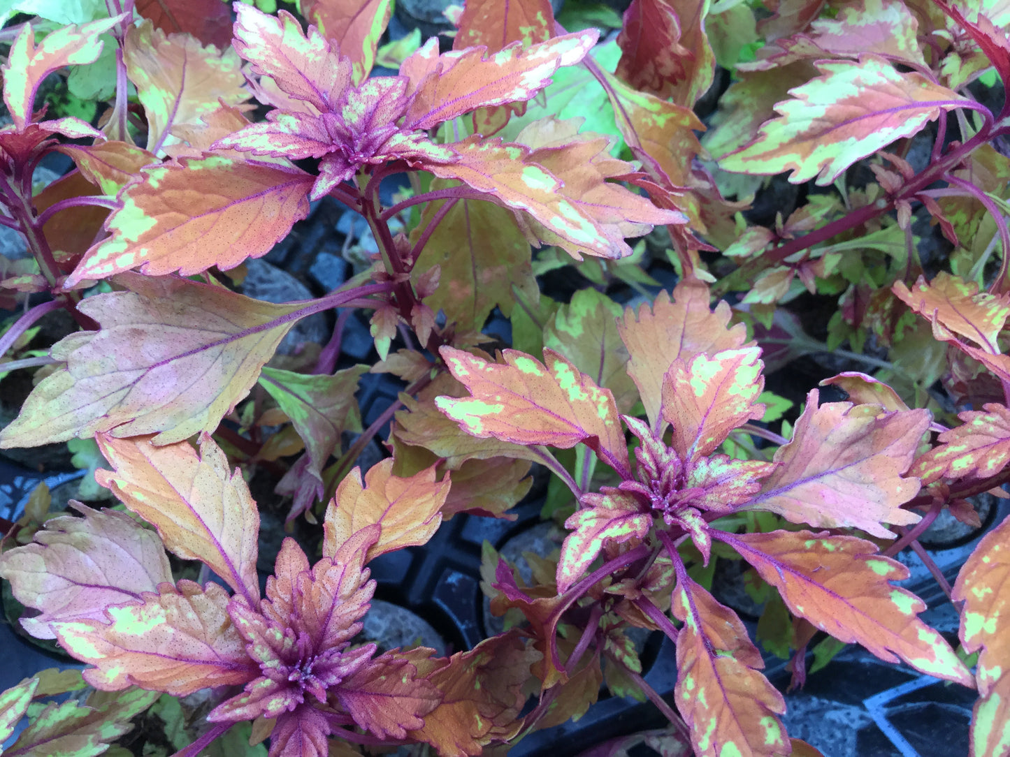 Coleus Long Island Iced Tea