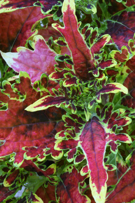 Coleus New Hurricane