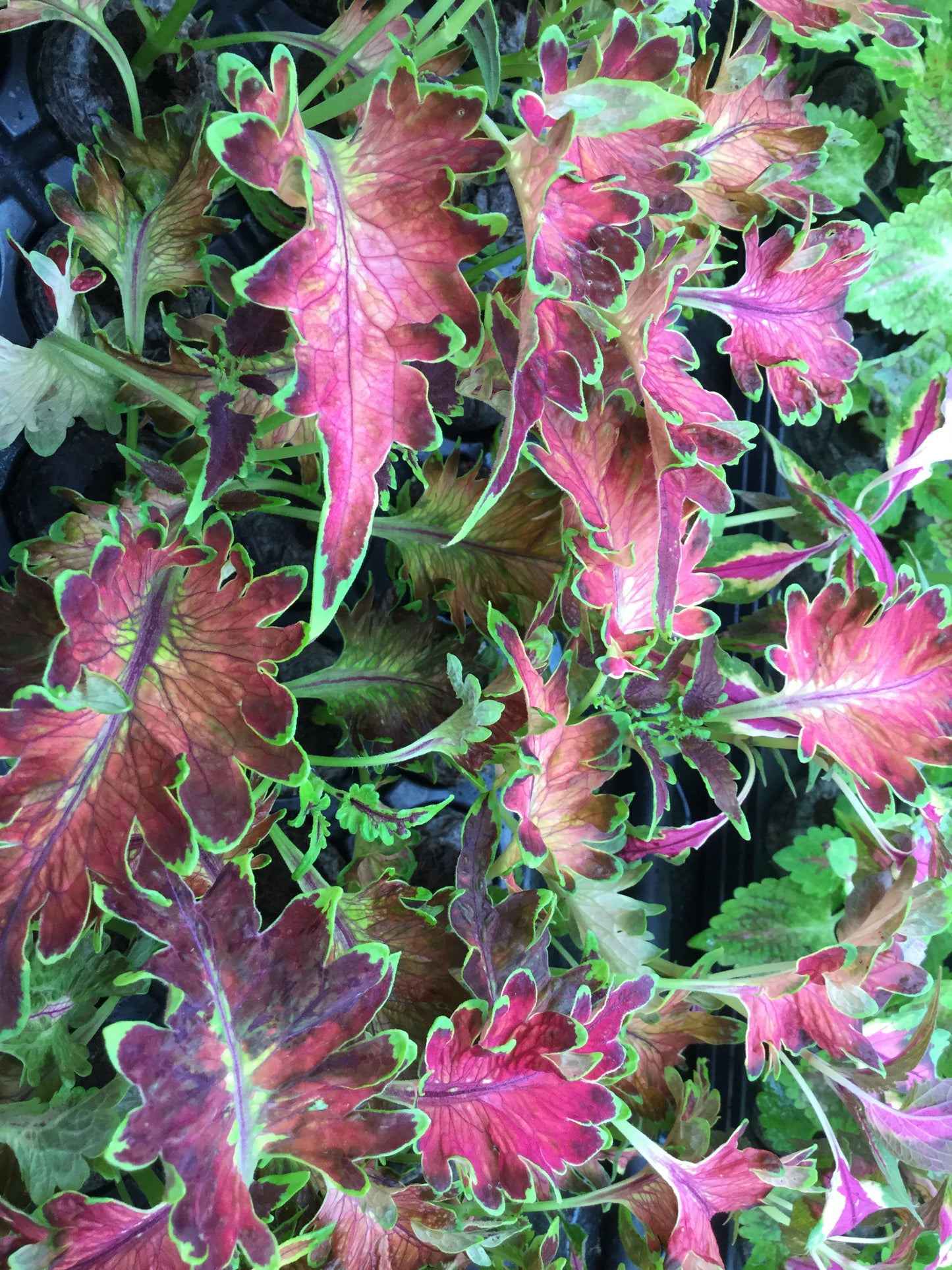 Coleus Planters Punch