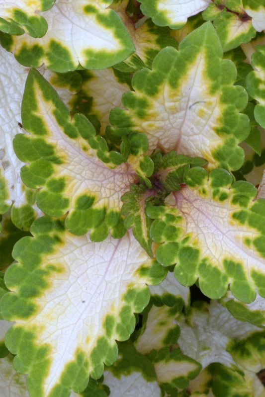 Coleus Rose Blush