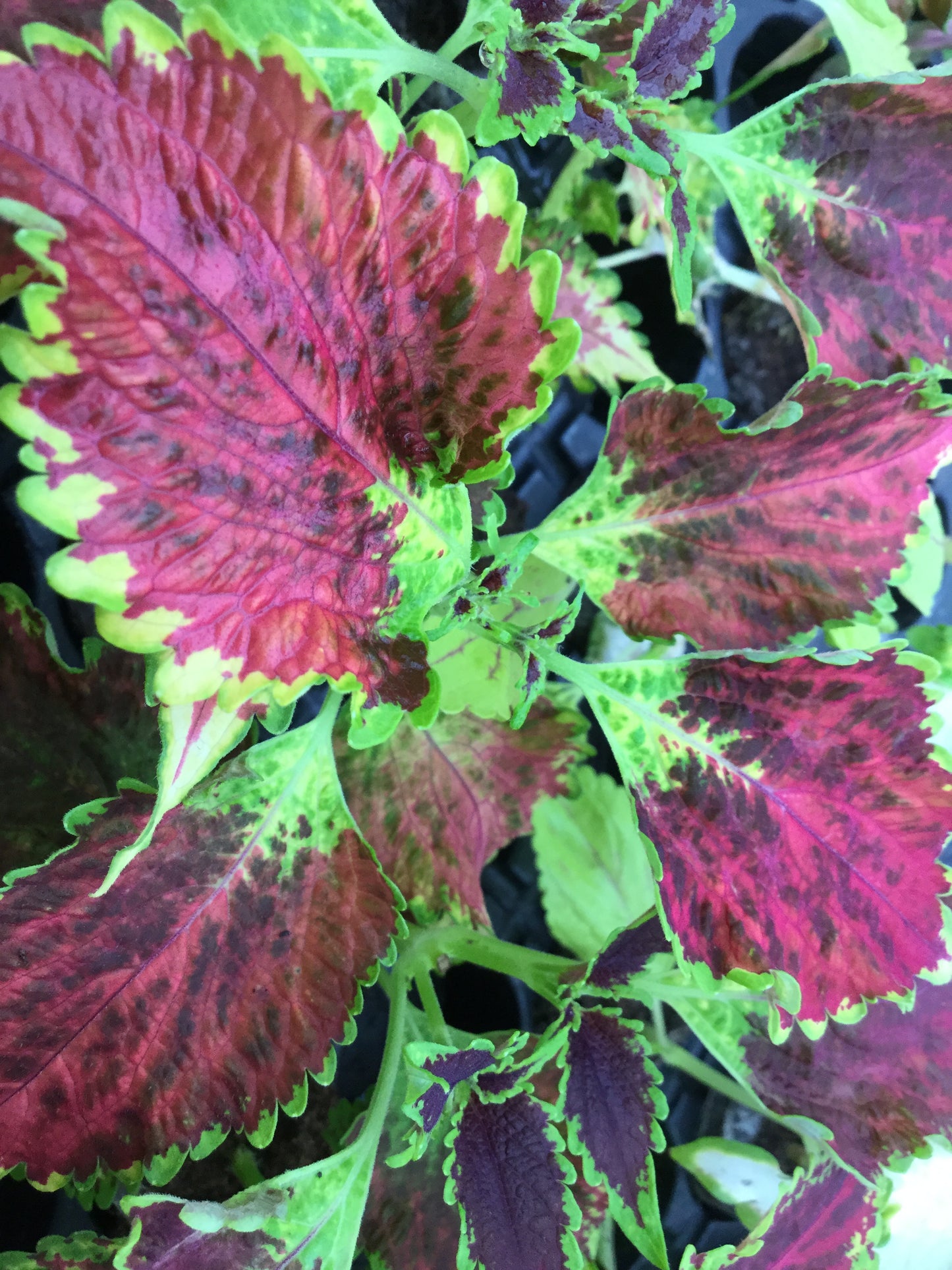 Coleus Royal Scott