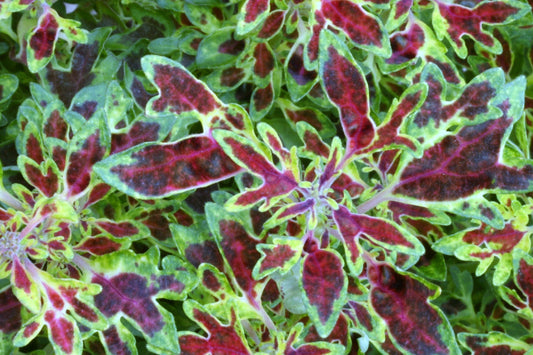 Coleus Wisley Tapestry