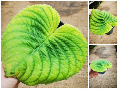 Streptocarpus wendlandii