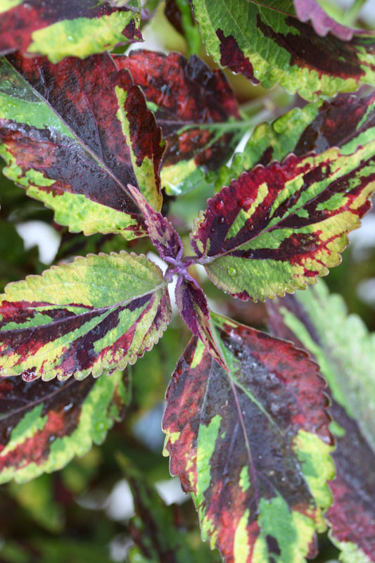 Coleus Combat