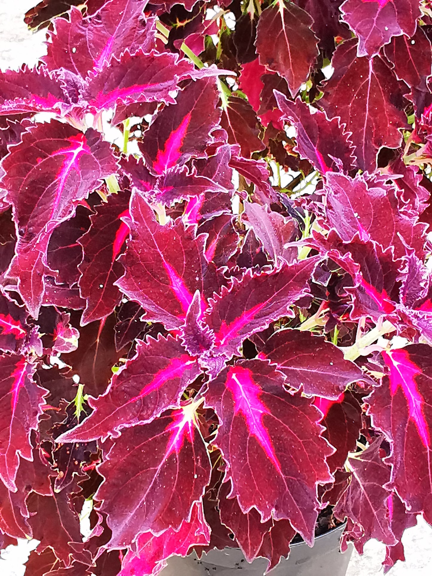 Solenostemon (Coleus) Crimson Ruffles