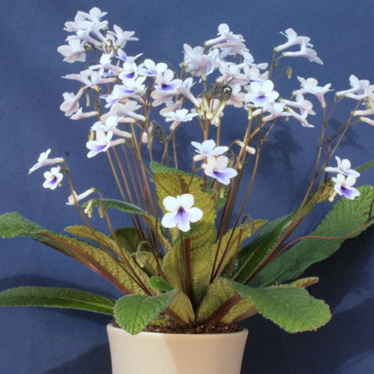 Streptocarpus Crystal Ice - Dibleys