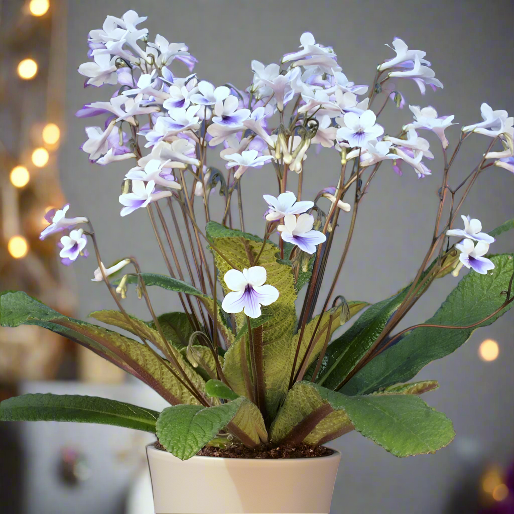 Streptocarpus Crystal Ice - Dibleys