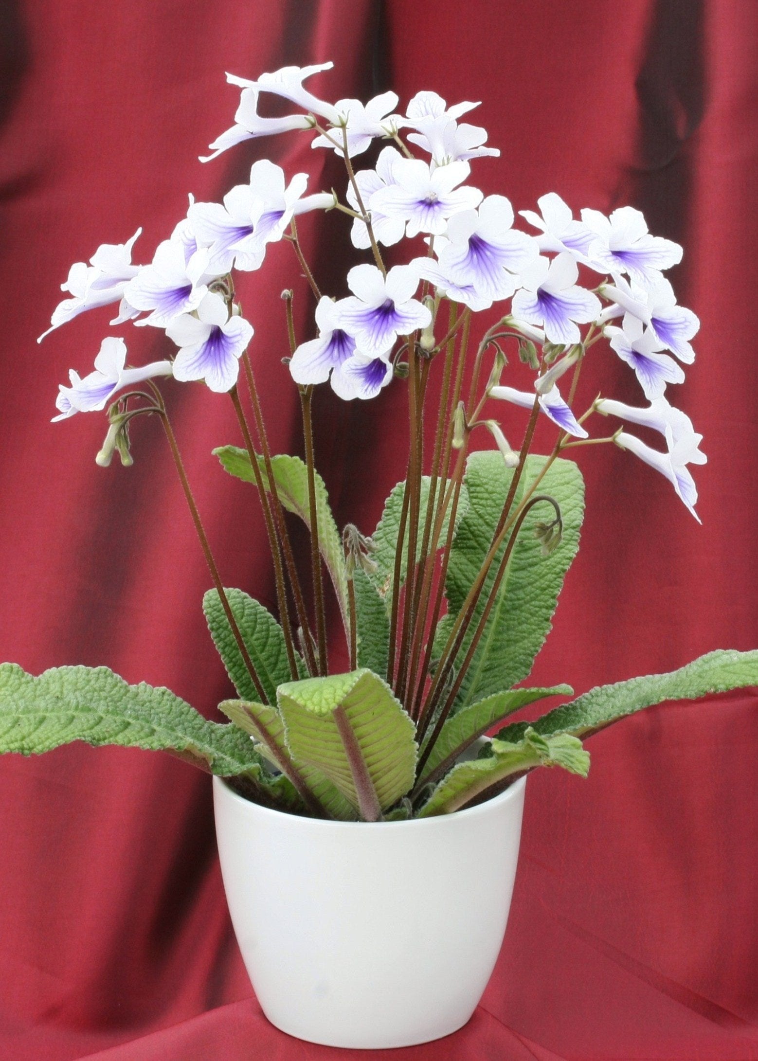 Streptocarpus Crystal Ice - Dibleys