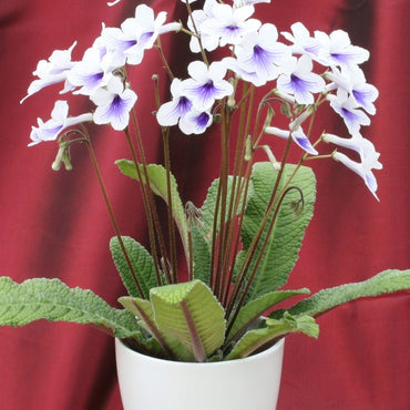 Streptocarpus Crystal Ice