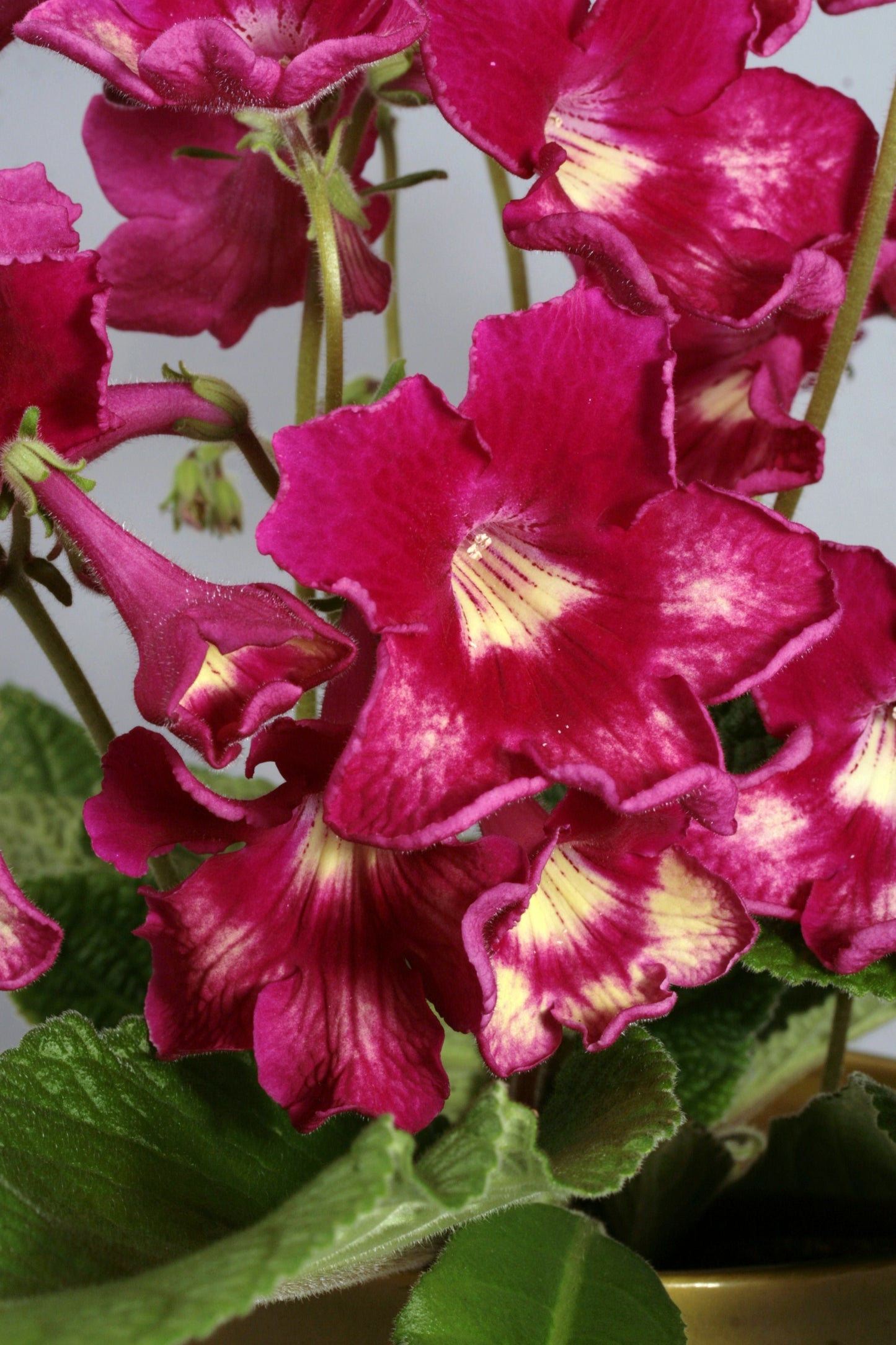 Streptocarpus Adele - Dibleys