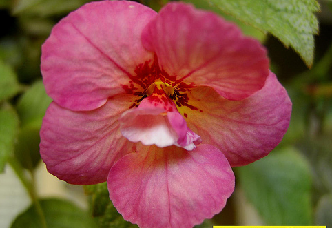 Achimenes Dale Martens