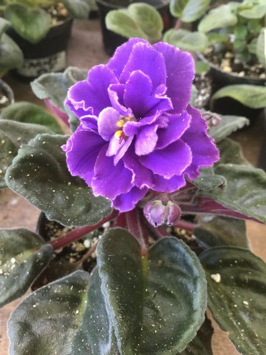 Saintpaulia Dibleys Opa