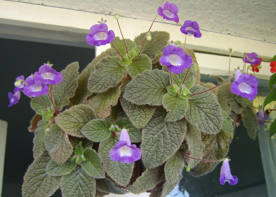 Eucodonia 'Adele' - Dibleys