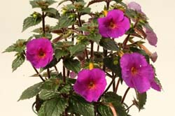 Achimenes Extravaganza