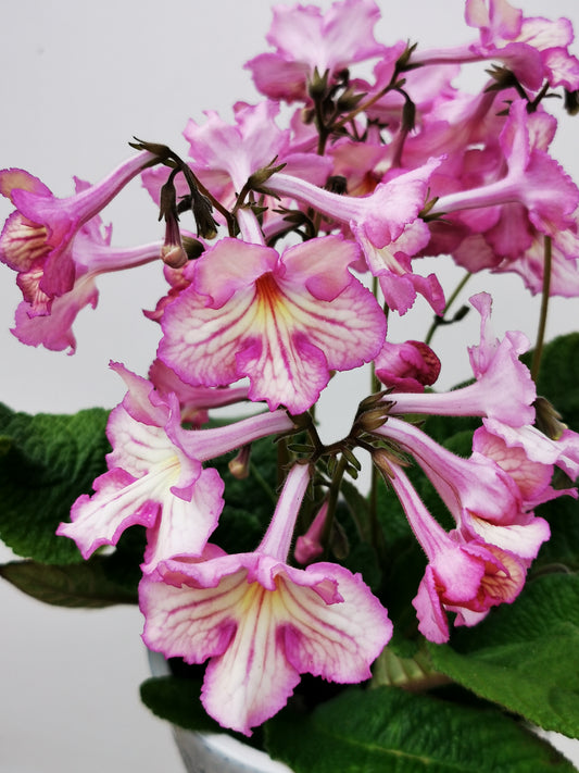 Streptocarpus Fflur NEW 2024