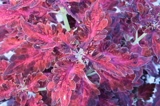 Coleus Firelight
