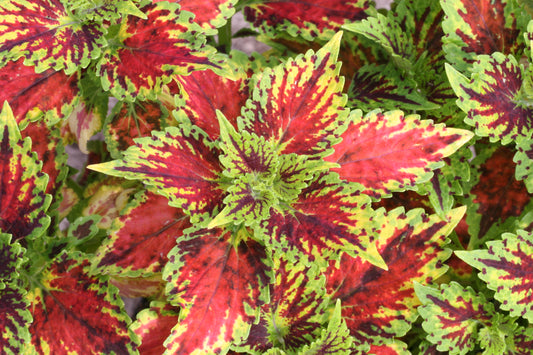 Solenostemon (Coleus) Flirtin Skirts