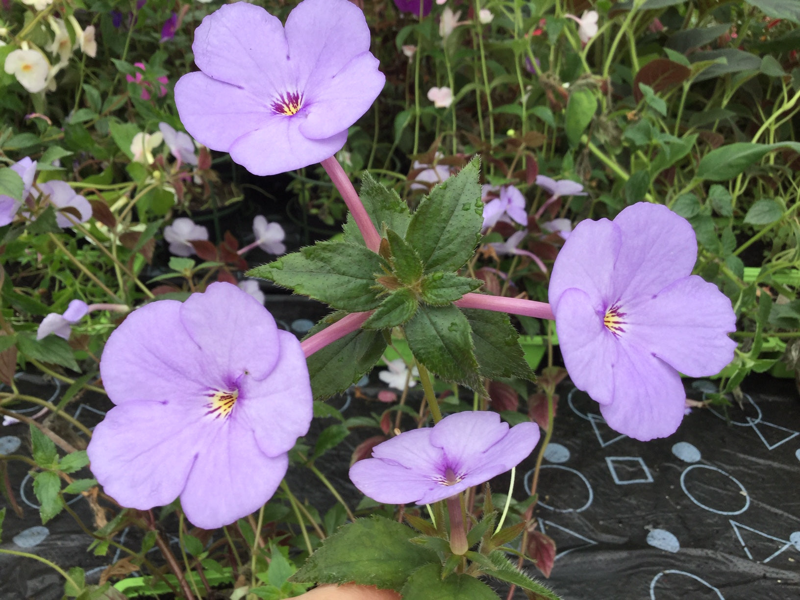 Achimenes Forget Me Not - Dibleys