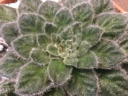 Petrocosmea Keystone's Magic