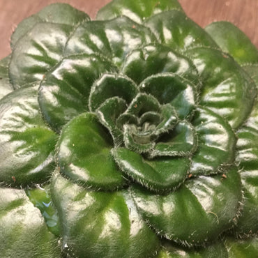 Petrocosmea rotundifolia smooth-leafed