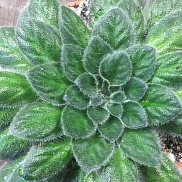 Petrocosmea Keystone's Belmont