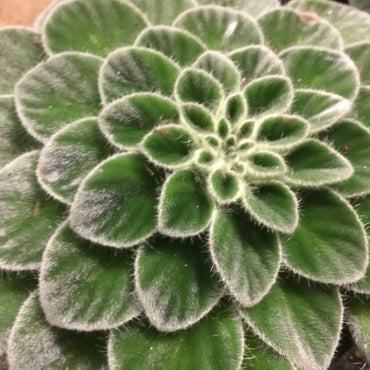Petrocosmea cavaleriei