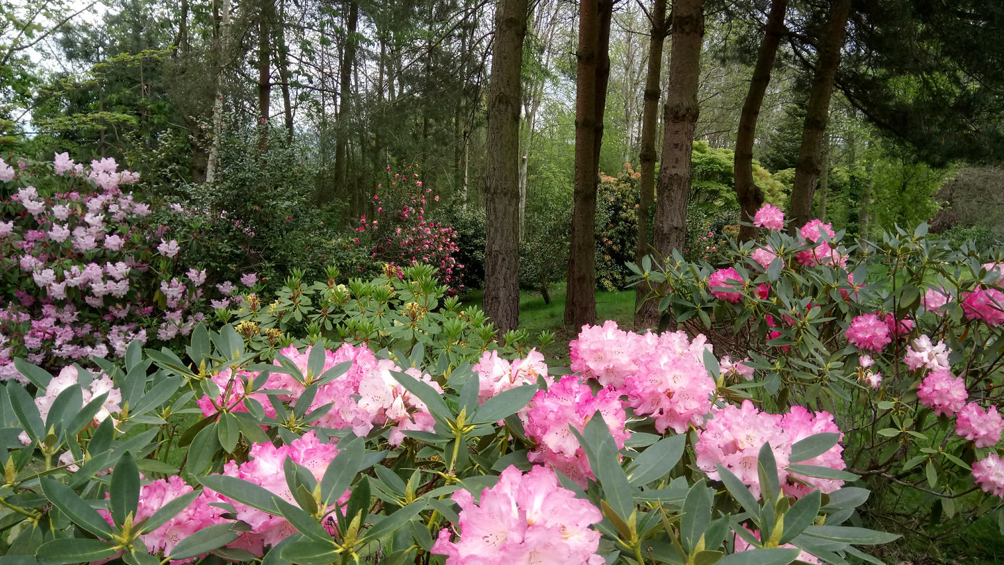 Dibleys: Open for Charity (4 May)