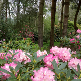 Dibleys: Open for Charity (4 May)