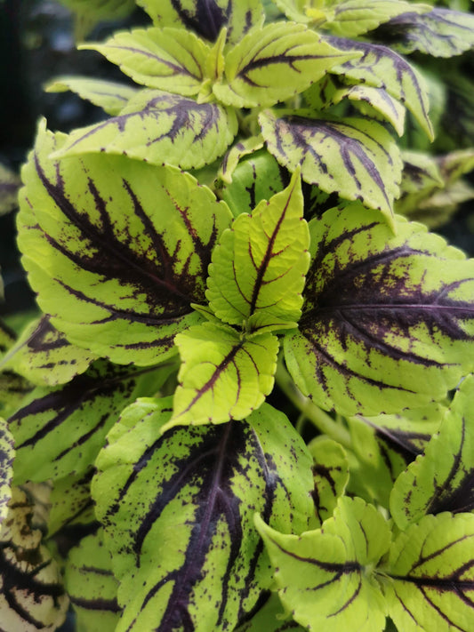 Coleus Gay's Delight
