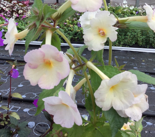 Achimenes Golden Lady