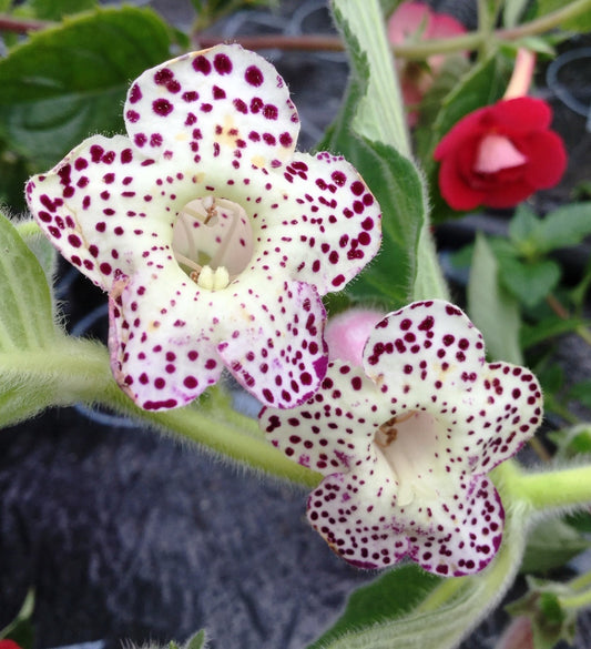 Kohleria HCY's Venus - Dibleys