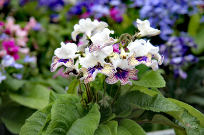 Streptocarpus Harlequin Damsel