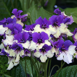 Streptocarpus Harlequin Delft