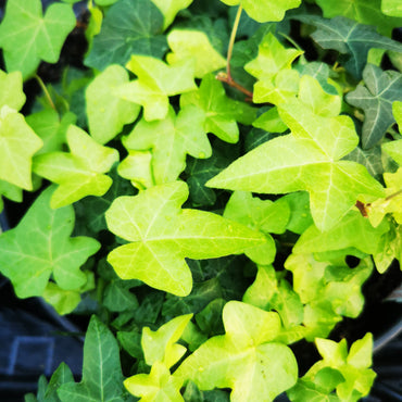 Hedera helix Amber Waves