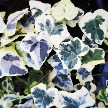 Hedera helix Chester