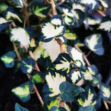 Hedera helix Goldheart