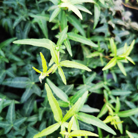 Hedera helix Marie Luise