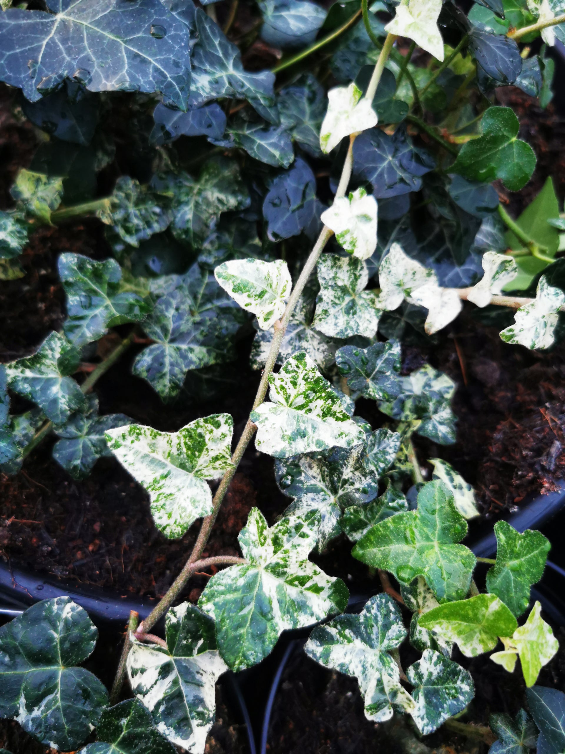 Hedera helix Minor Marmorata – Dibleys