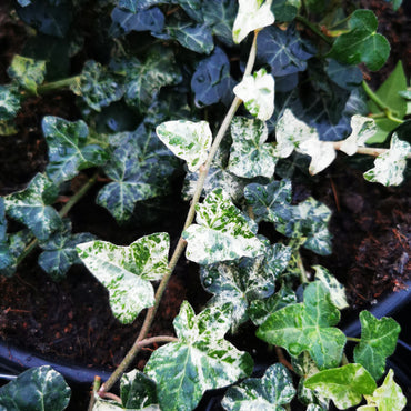 Hedera helix Minor Marmorata