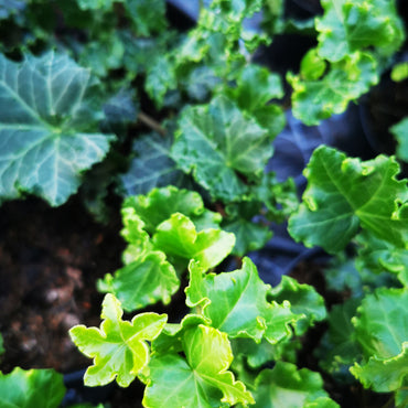 Hedera helix Parsley Crested