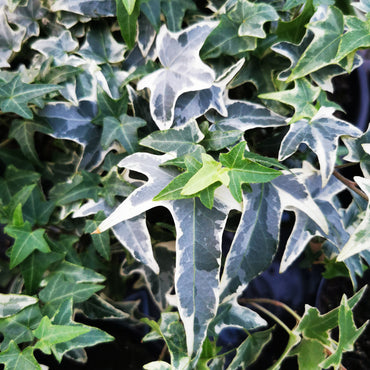 Hedera helix Silver King