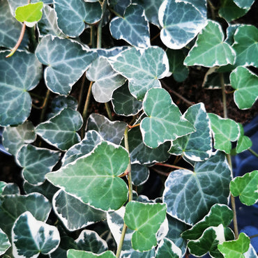 Hedera rhombea Variegata
